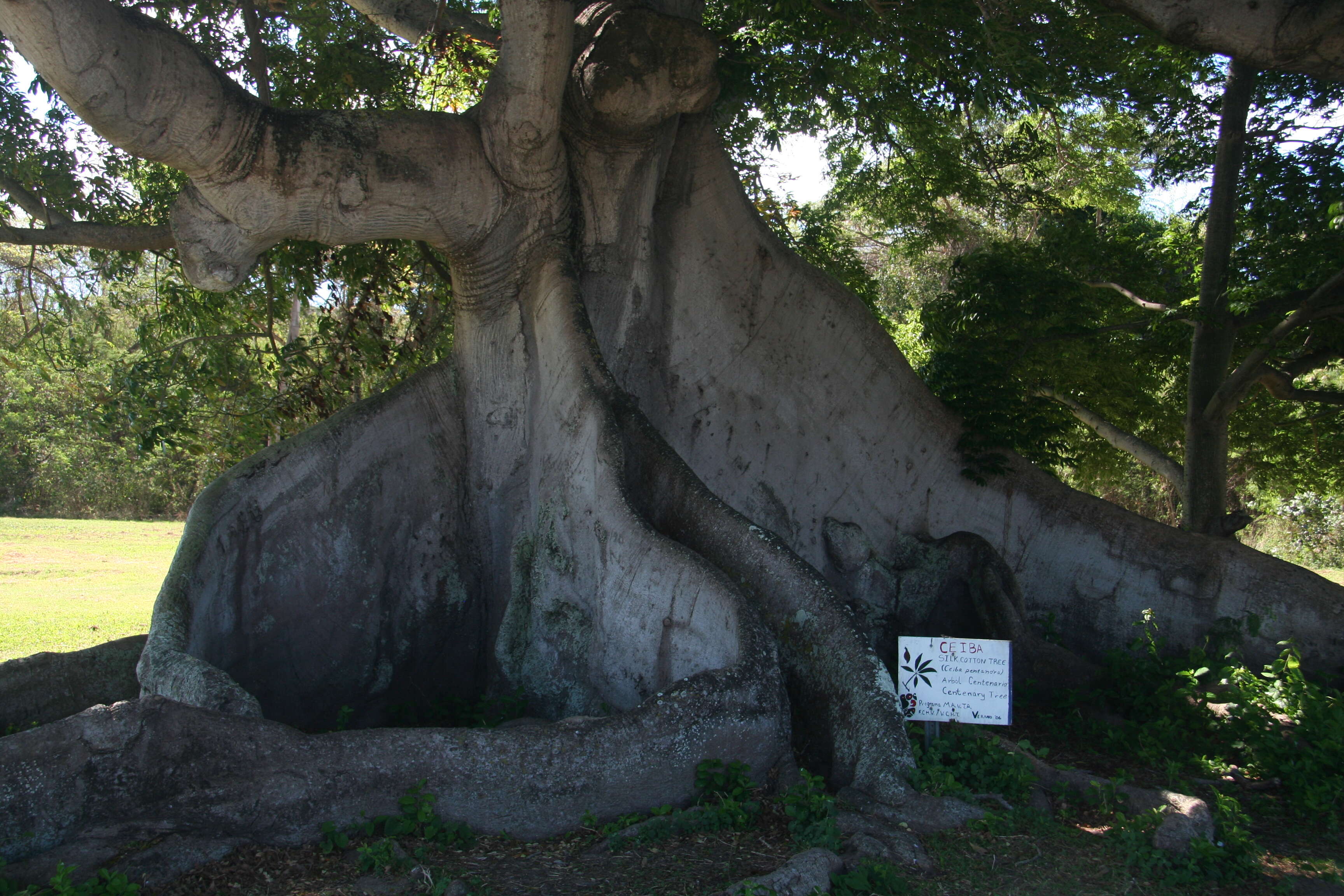 Image of ceiba