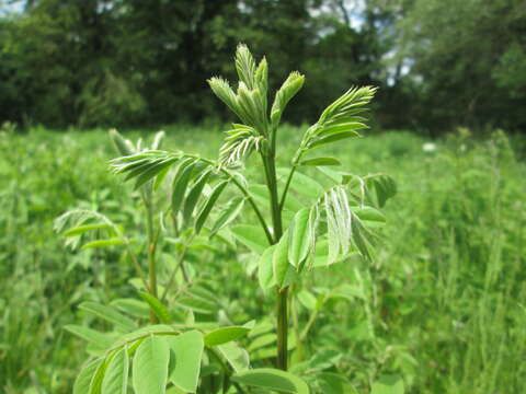 Image of desert false indigo