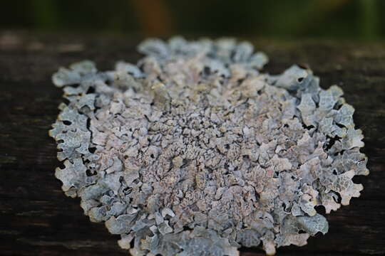 Image of Hammered shield lichen