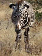 Image of Grevy's Zebra