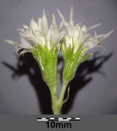 Image of Petasites albus (L.) Gaertn.