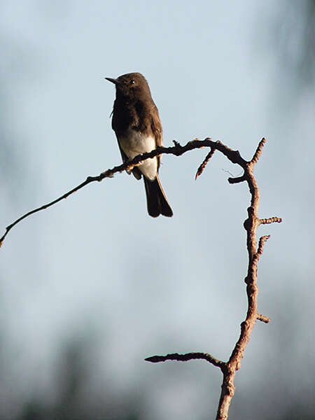 Image of Black Phoebe