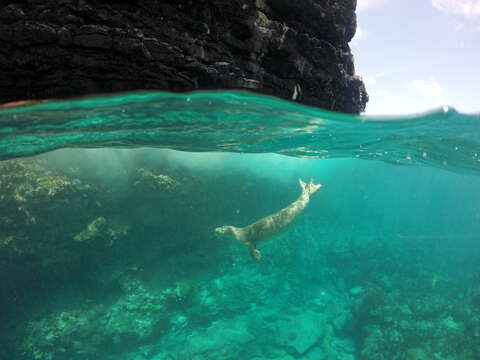 Image of Hawaiian Monk Seal