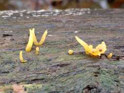 Image of Calocera cornea (Batsch) Fr. 1827