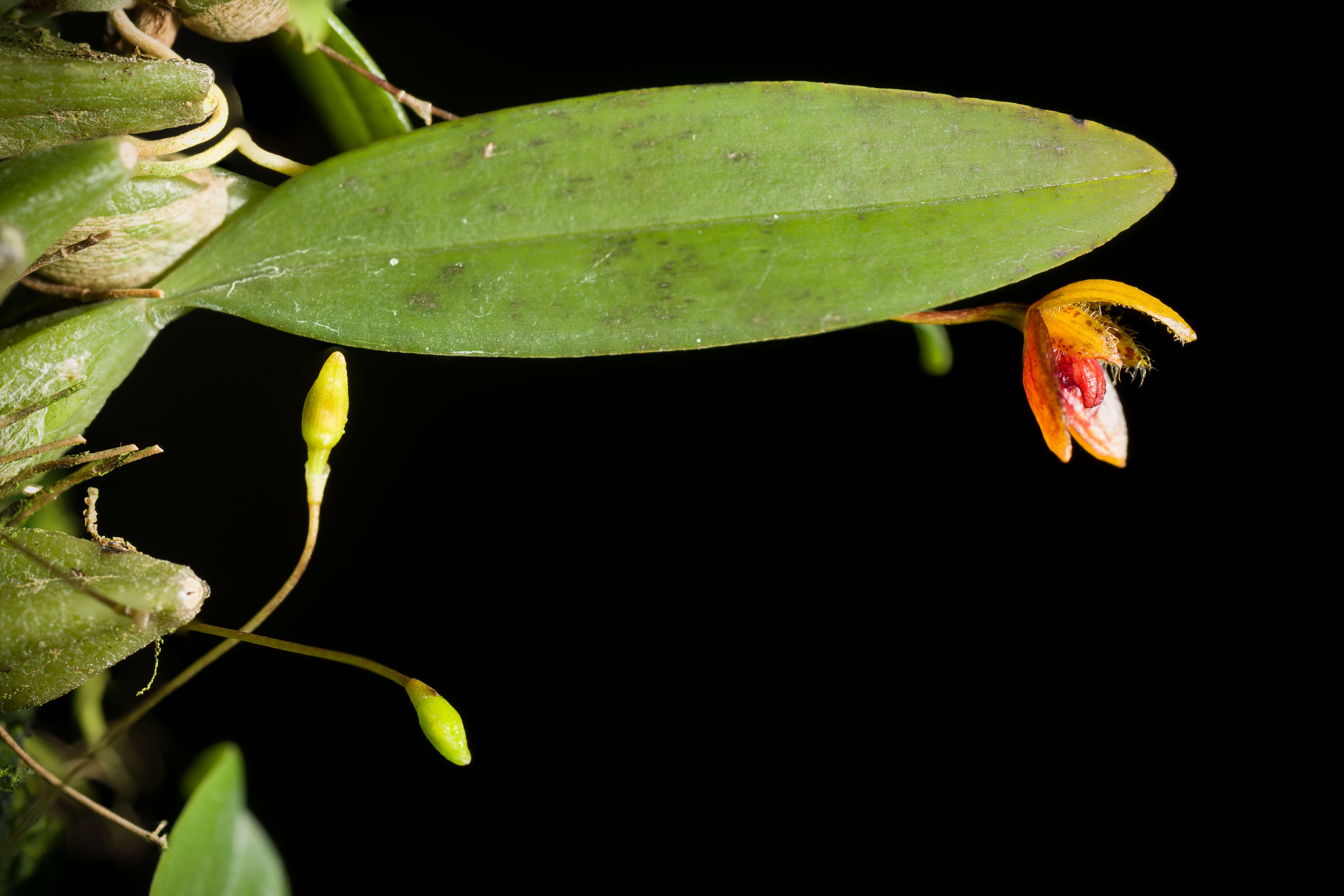 Image of Bulbophyllum catenulatum Kraenzl.