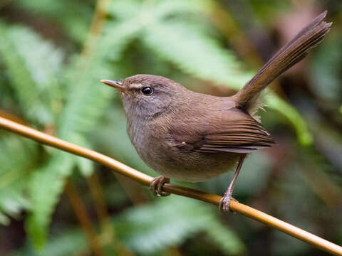 Image of Sunda Bush Warbler