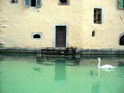 Image of Mute Swan