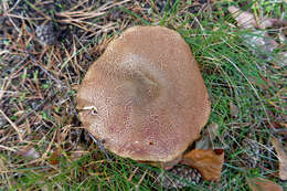 Image of Red-cracking Bolete