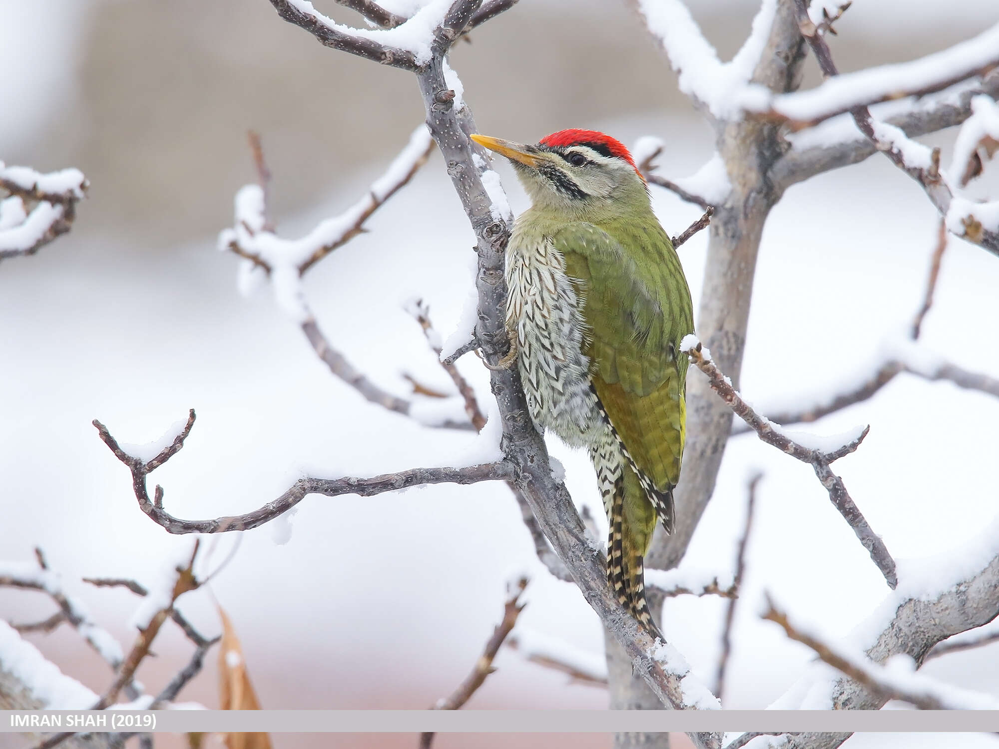 Image of Scaly-bellied Woodpecker