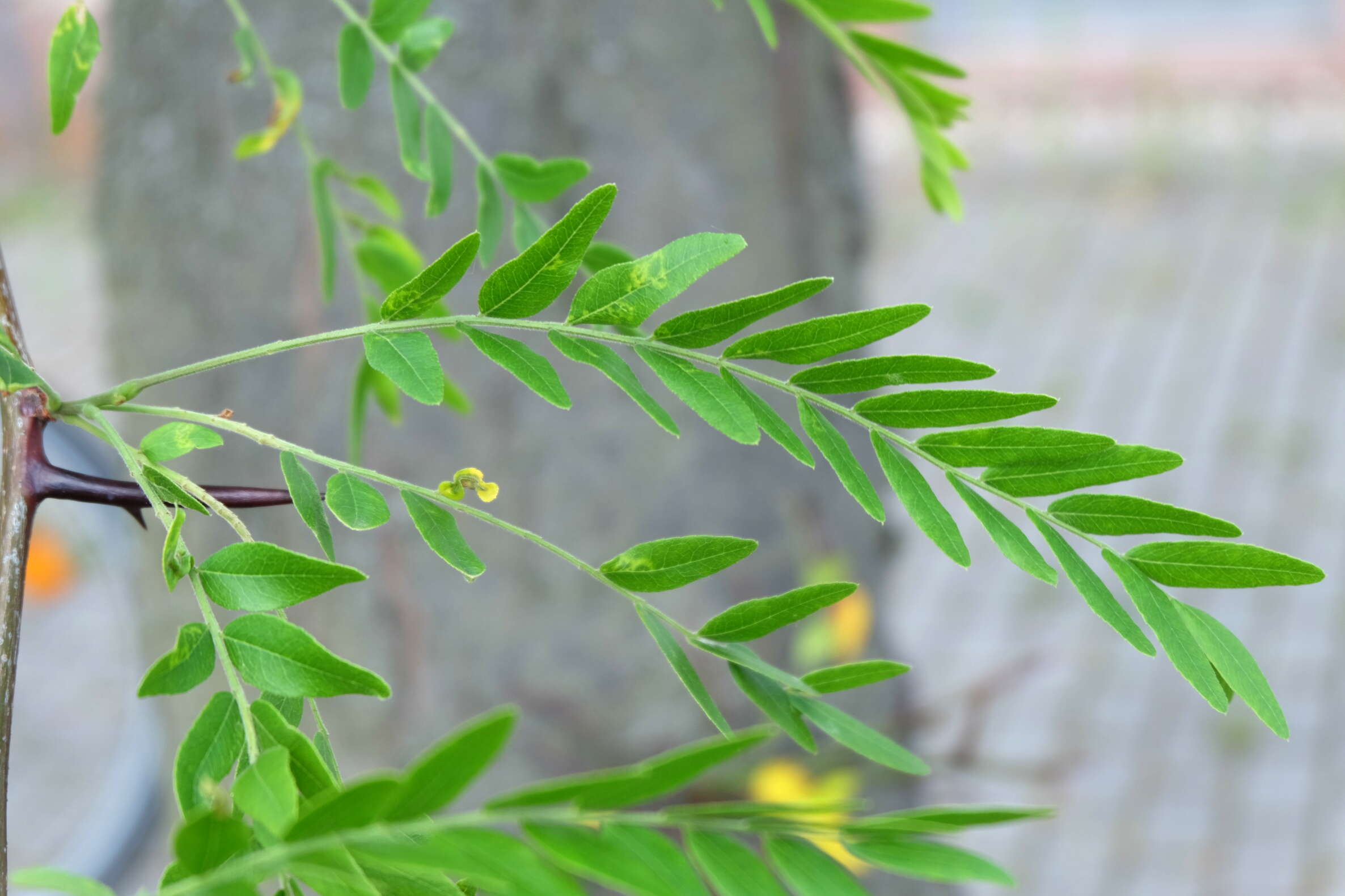 Plancia ëd Gleditsia triacanthos L.