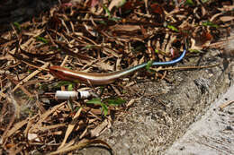 Image of Common Five-lined Skink