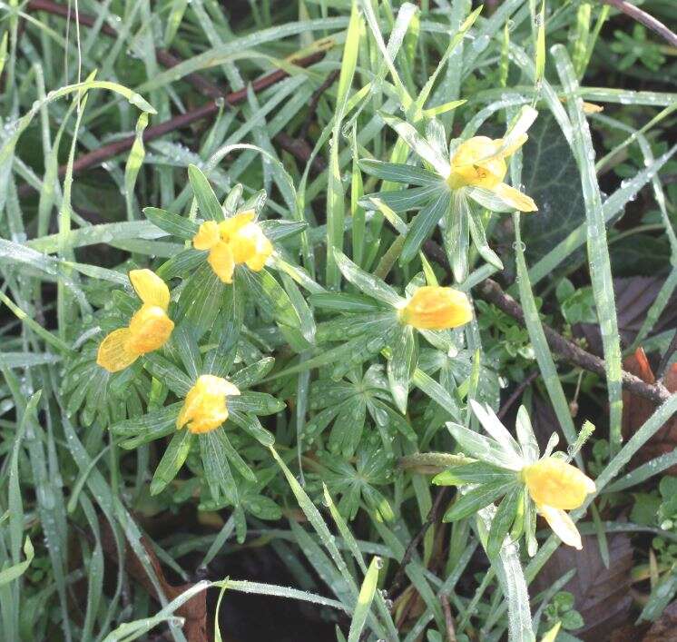 Image of eranthis