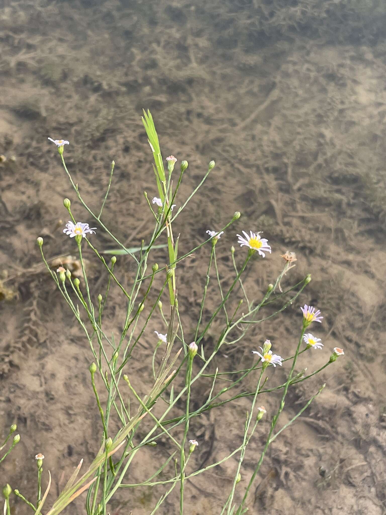 Image of Lawn American-Aster