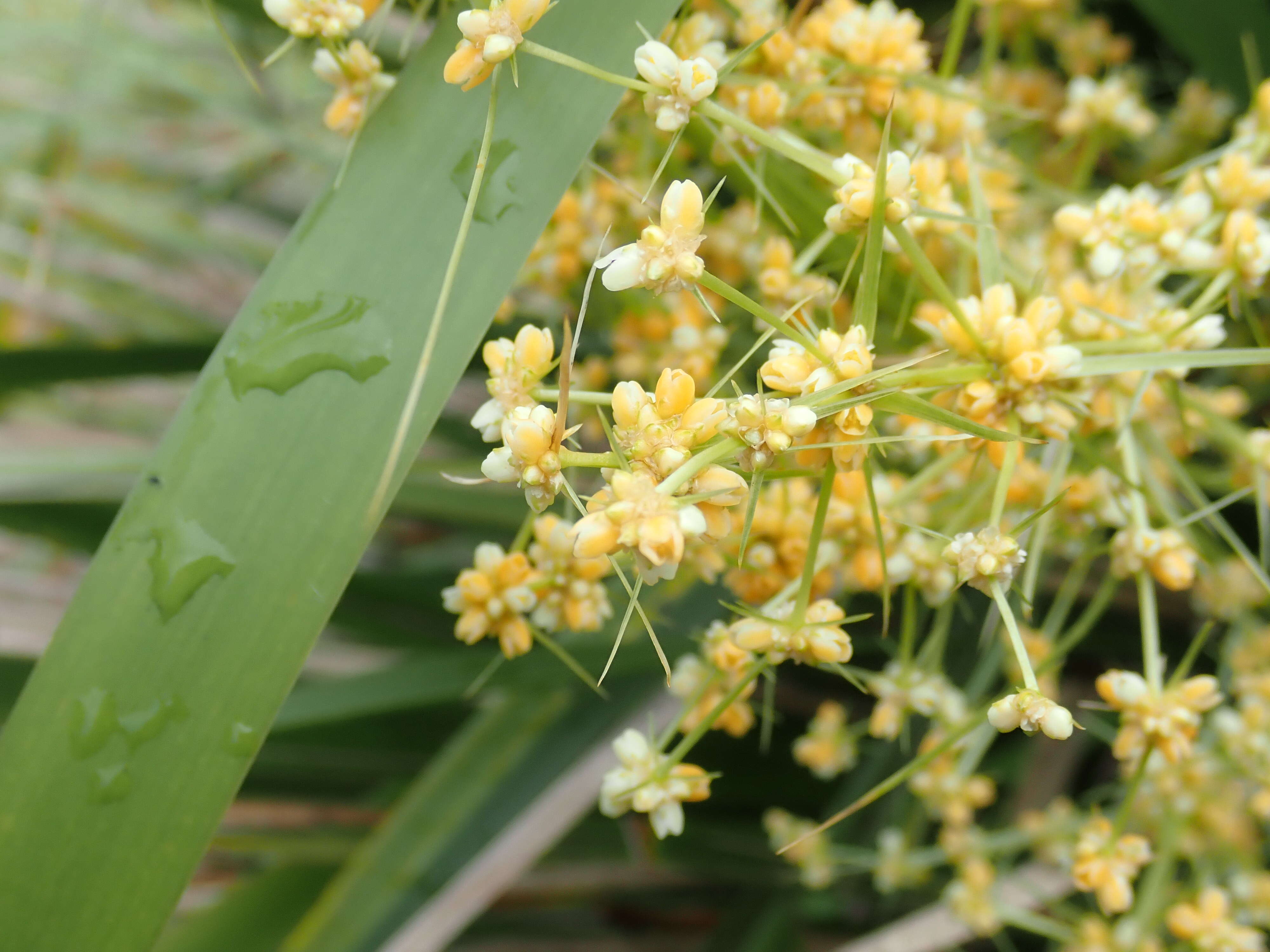 Image of Lomandra hystrix (R. Br.) L. R. Fraser & Vickery