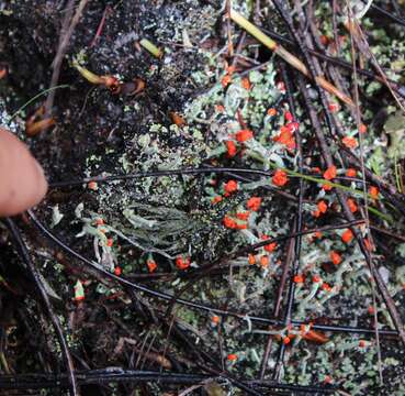 Image of Cladonia macilenta