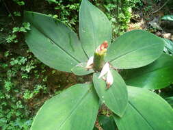 Image of stepladder ginger