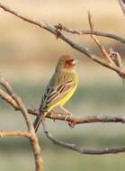 Image of Brown-headed Bunting