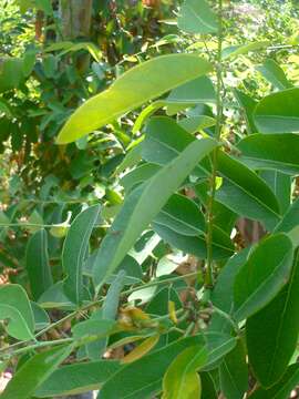 Image of Potato bush