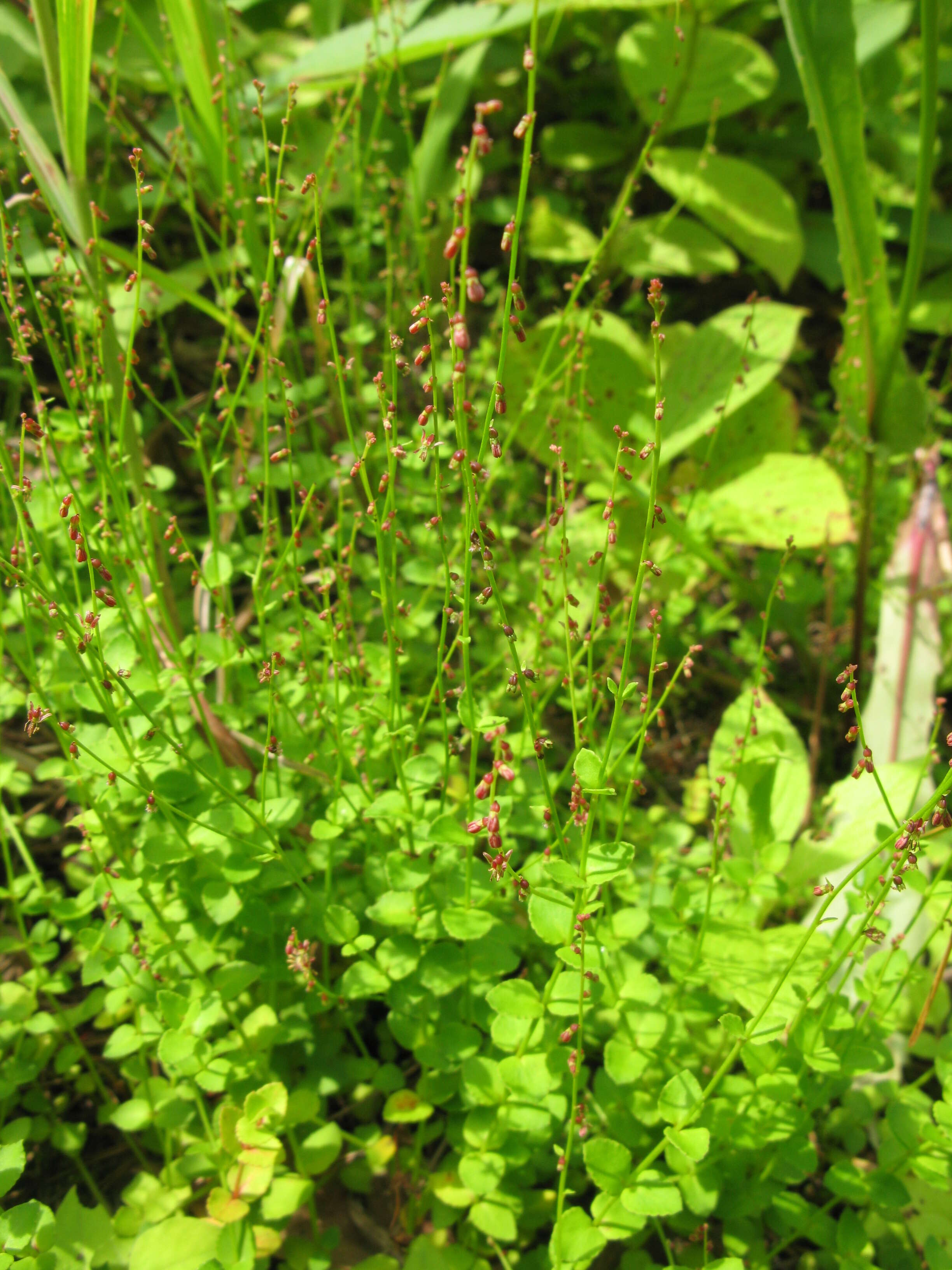 Image of Gonocarpus micranthus Thunb.