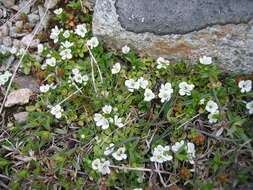 Слика од Veronica repens Clarion ex DC.