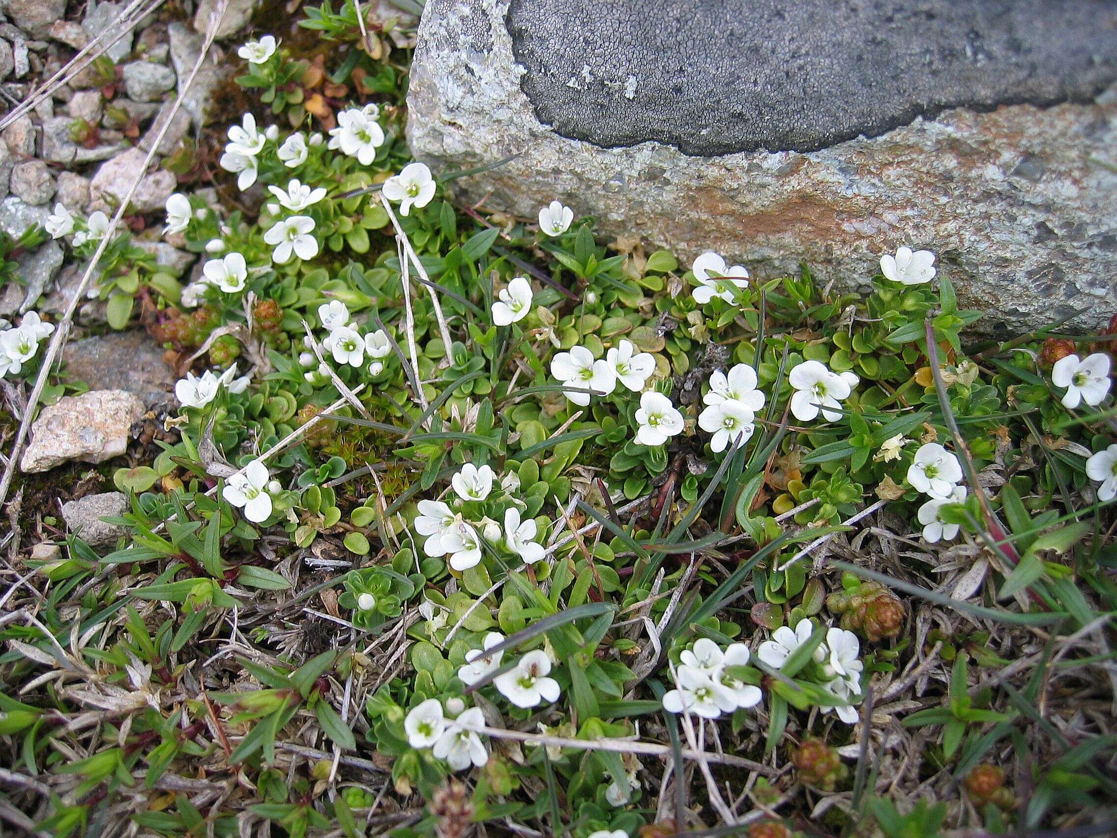 Слика од Veronica repens Clarion ex DC.