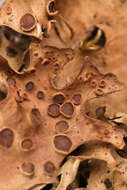 Image of spotted felt lichen