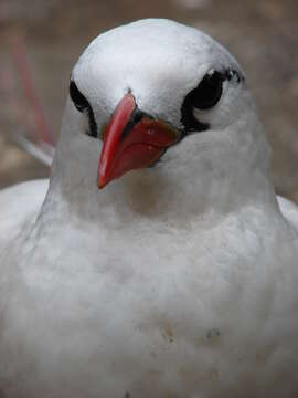 Image of Red-tailed Tropicbird