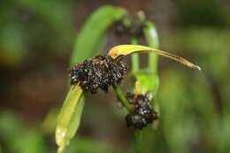 Image of zigzag spiderwort