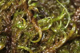 Image of floating hook-moss