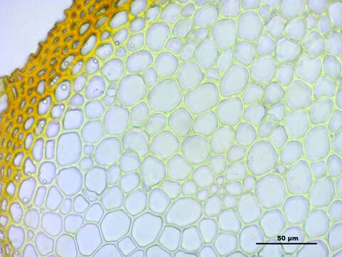 Image de Antitrichia curtipendula Bridel 1819