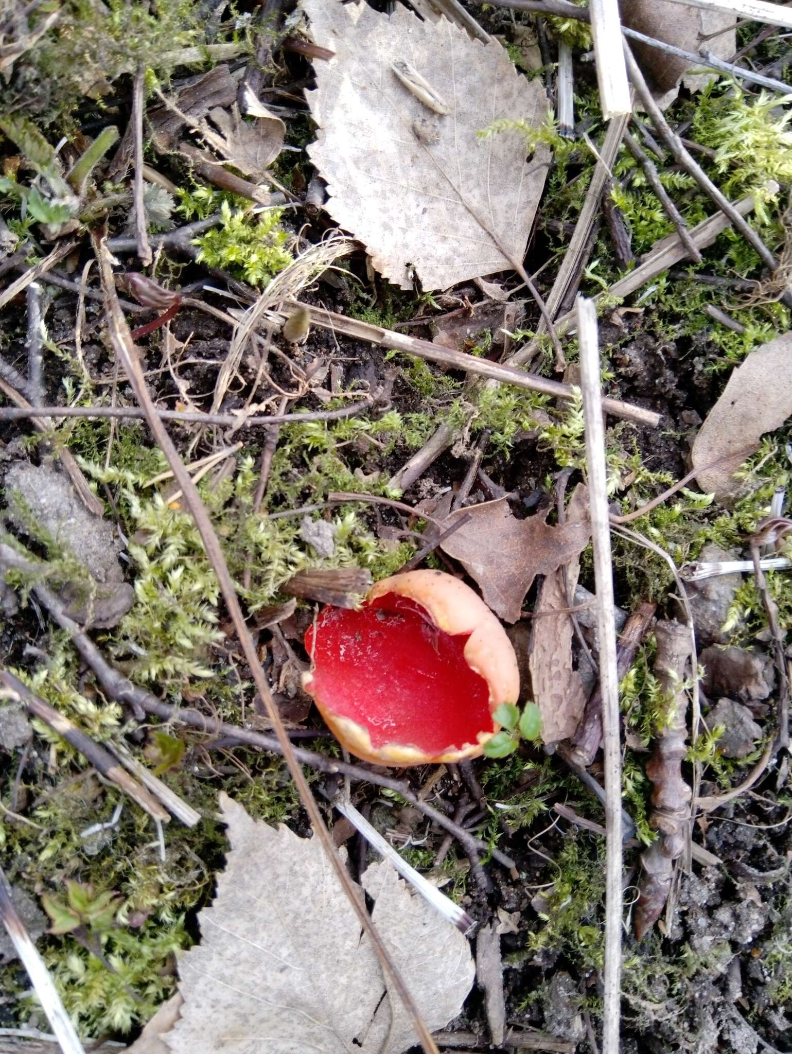 Image of scarlet cup