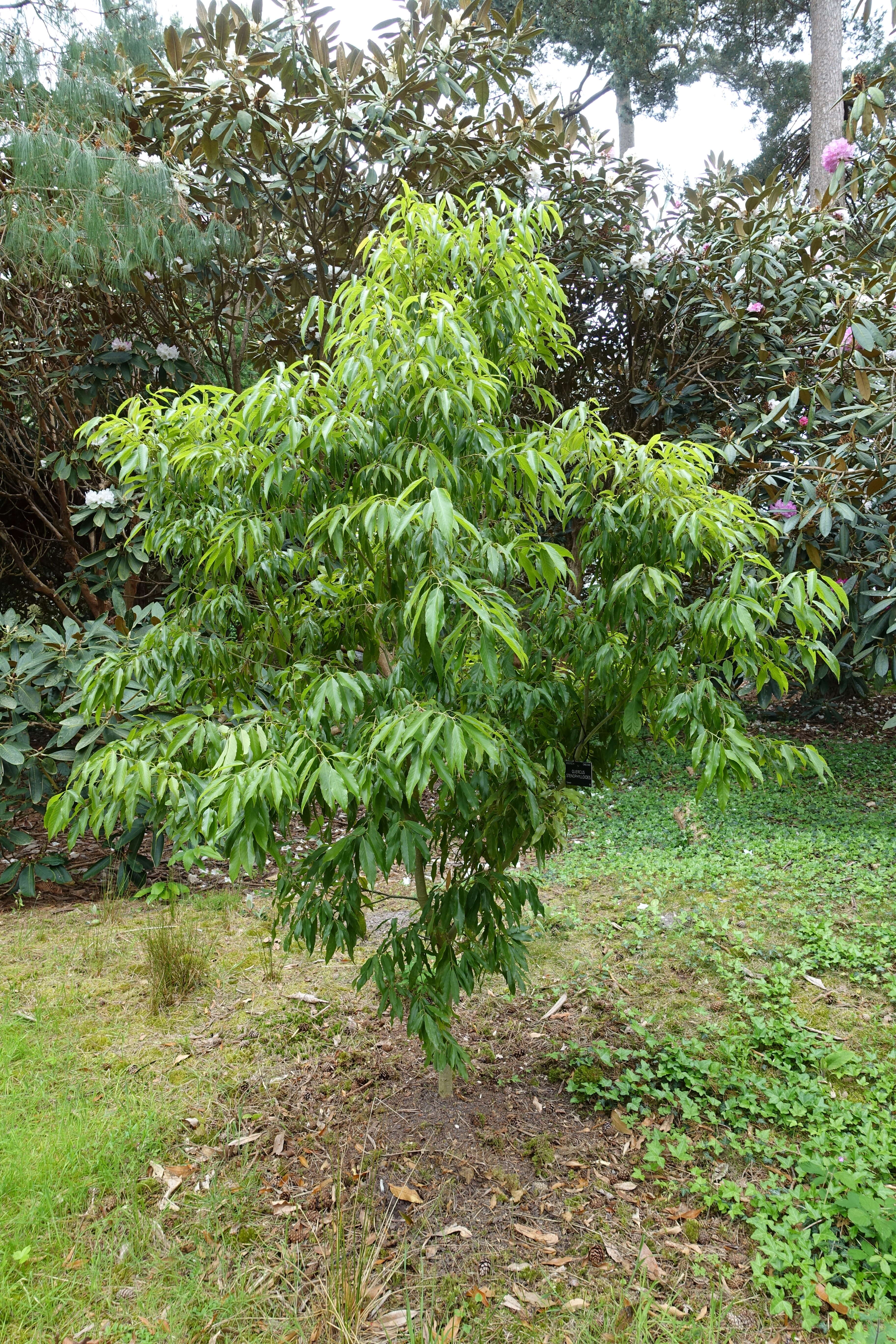 Imagem de Quercus stenophylloides Hayata