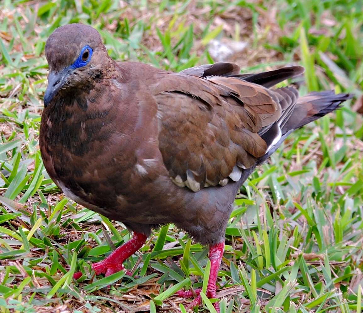 Image of West Peruvian Dove