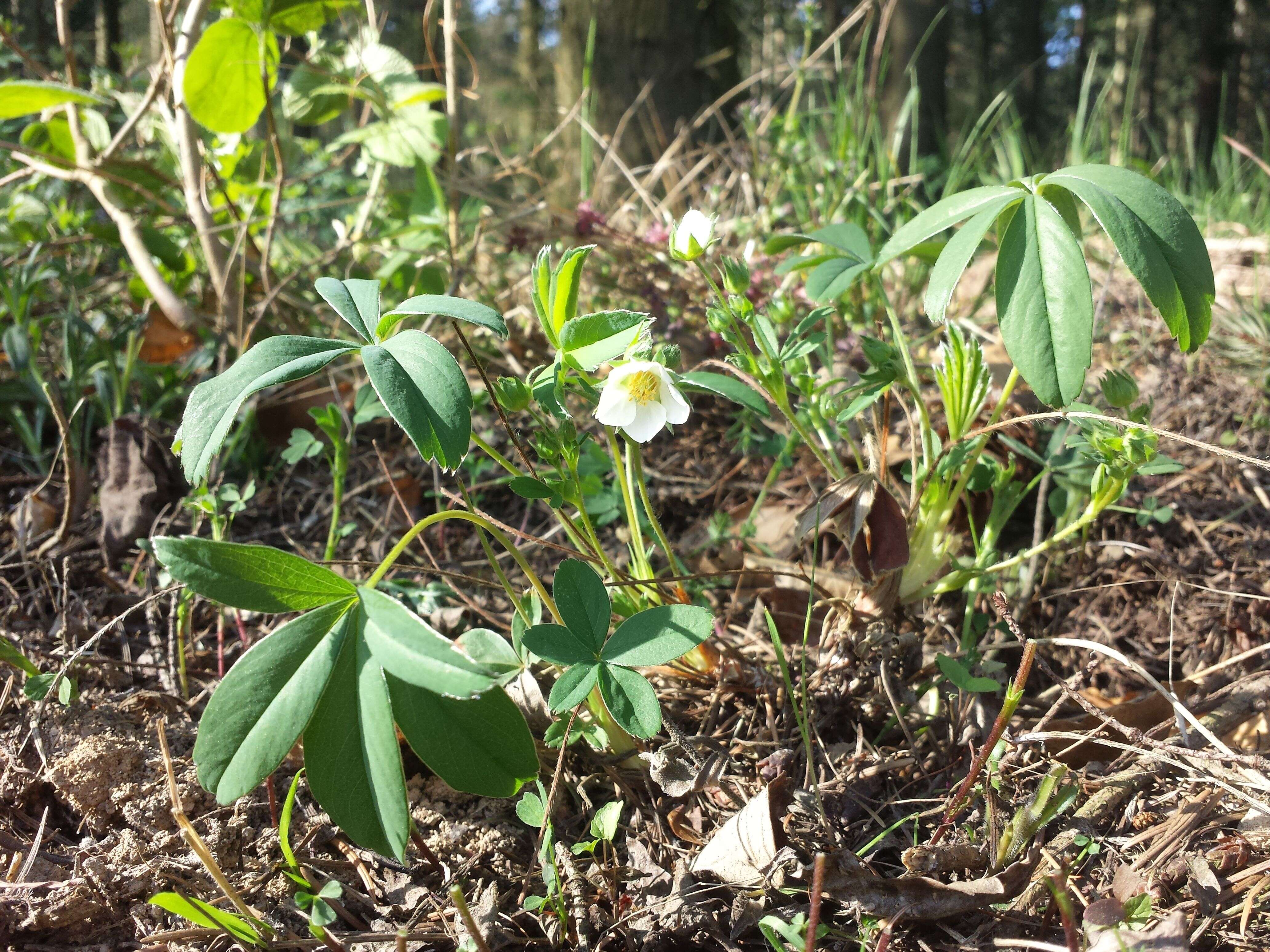 Image of White Cinquefoil