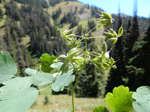 Image of western meadow-rue