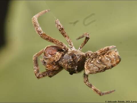 Image of Hyptiotes paradoxus (C. L. Koch 1834)