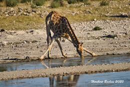 Image of Giraffes