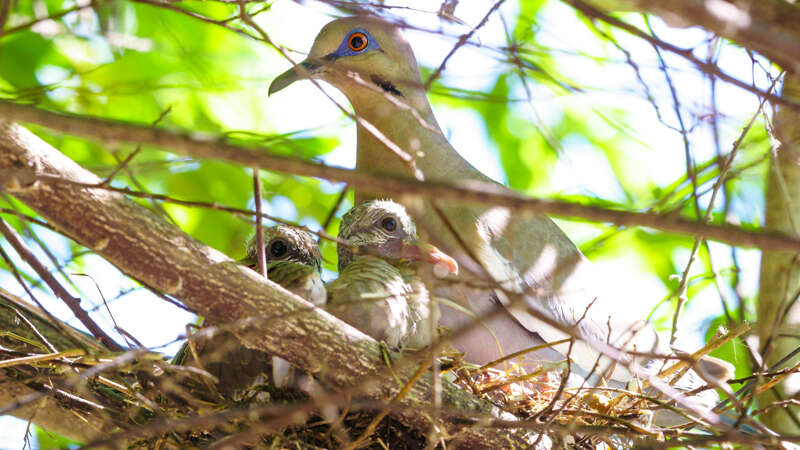 Image of White-winged Dove