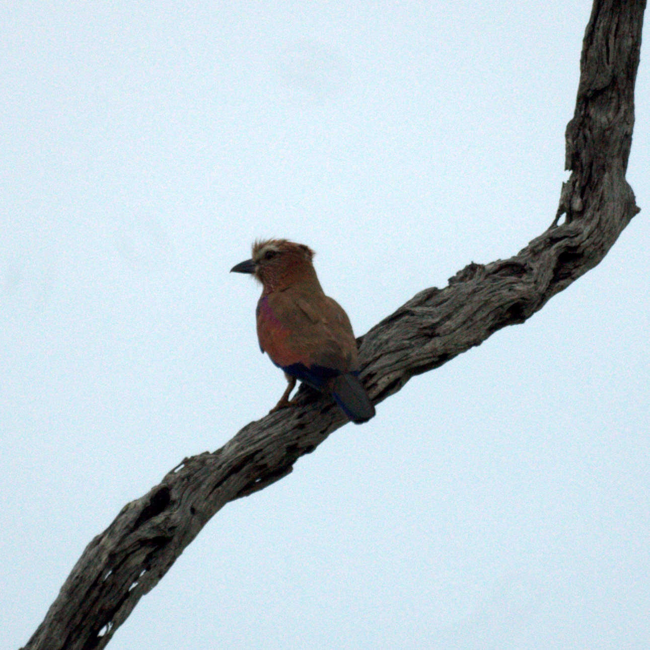 Image of Purple Roller