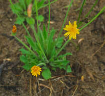 Image of Pilosella caespitosa (Dumort.) P. D. Sell & C. West