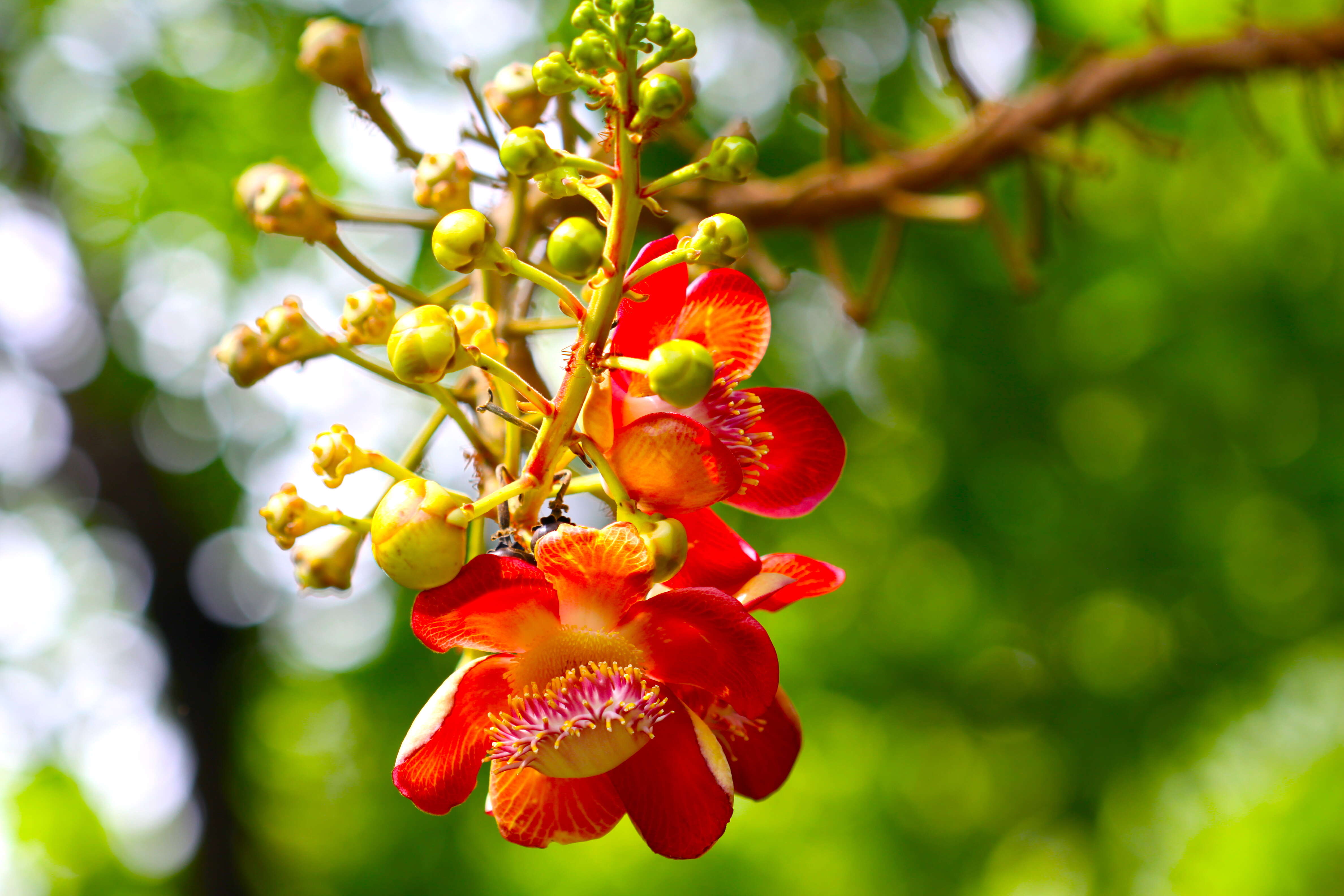 Image of Cannonball Tree