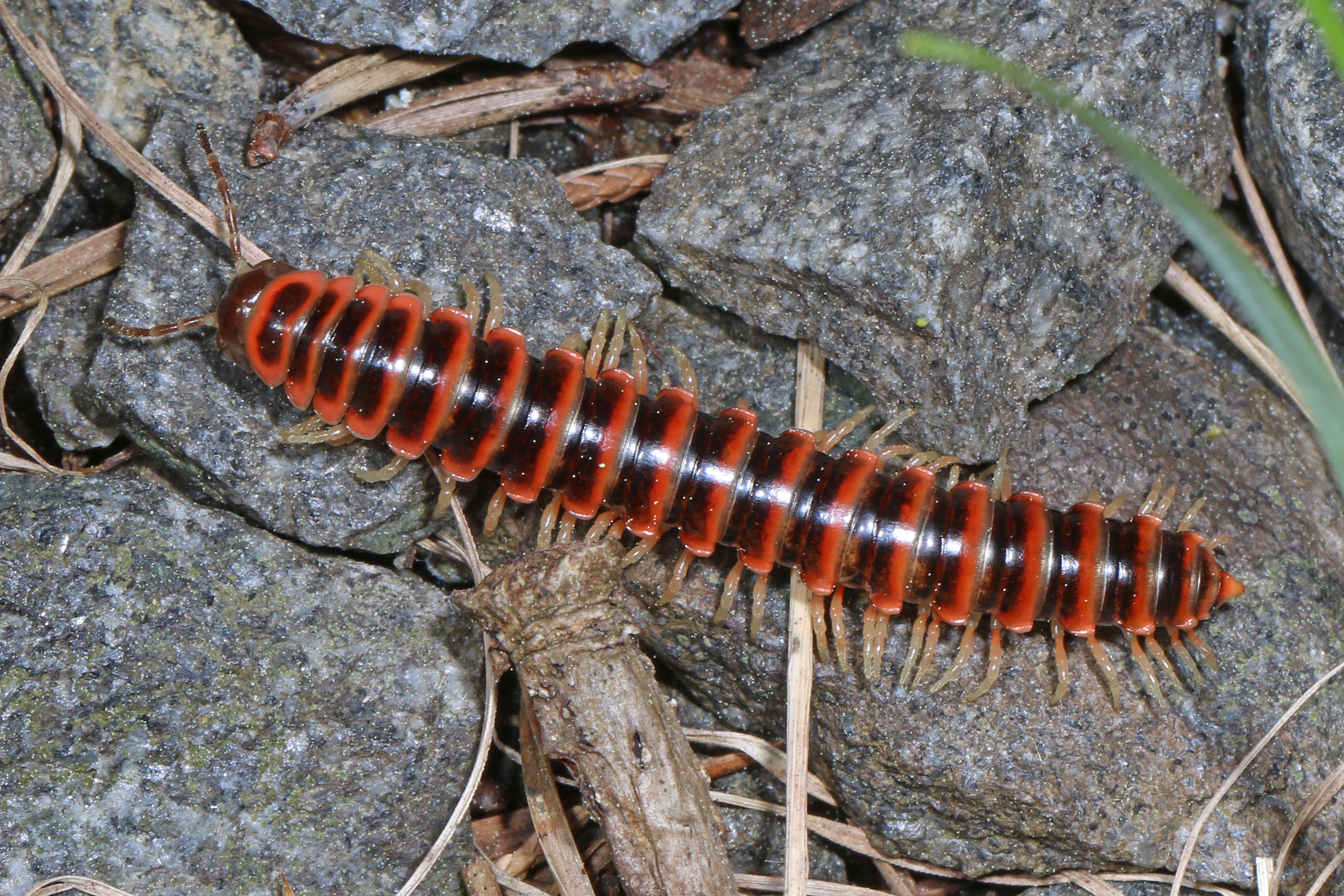 Image of Semionellus placidus (Wood 1864)