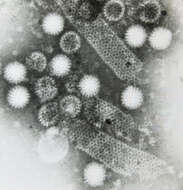 Image de Rotavirus