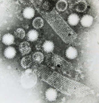 Plancia ëd Rotavirus