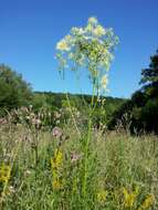 Image de Thalictrum lucidum L.