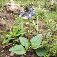 Image of Salvia glechomifolia Kunth