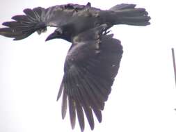 Image of Large-billed Crow