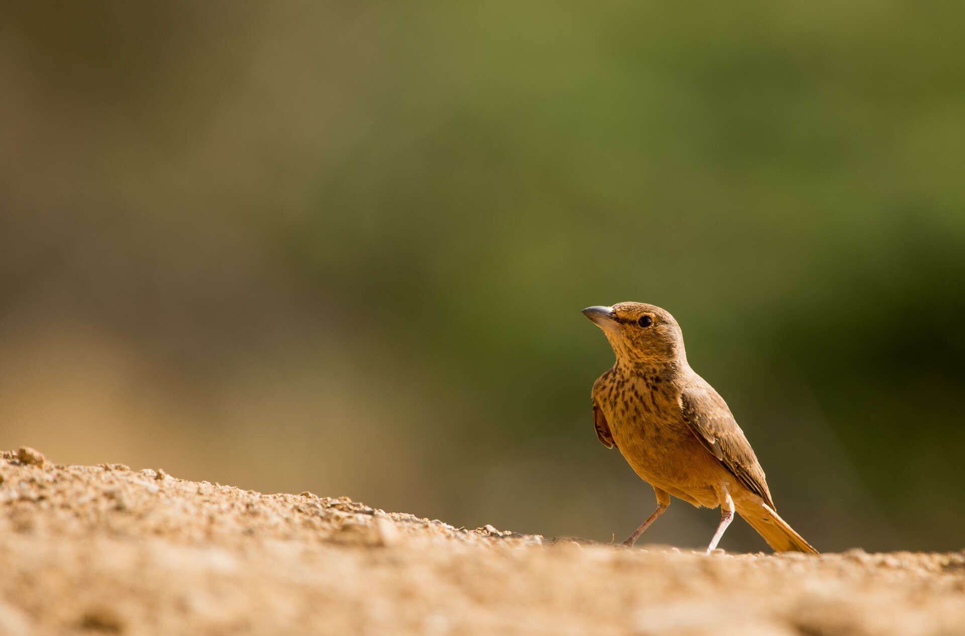 Image of Rufous-tailed Lark