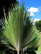 Imagem de Pritchardia napaliensis H. St. John