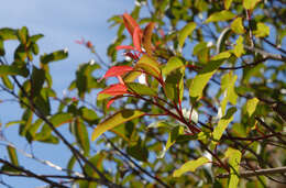 Image of laurel sumac